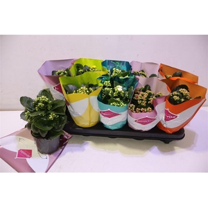 Kalanchoe Double Deluxe Mix