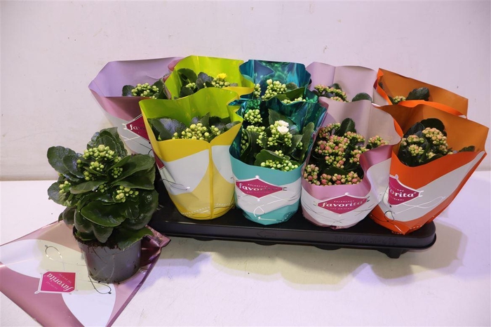 <h4>arr8 Kalanchoe Double Deluxe Mix</h4>