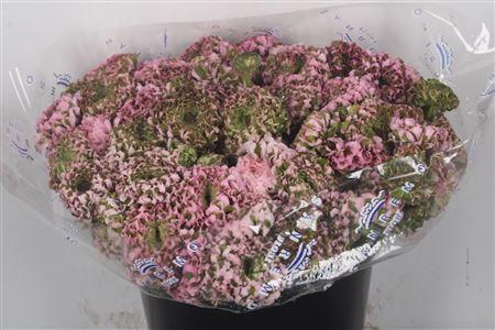 Ran. Pon Pon Hermione Super X L