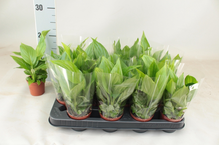 <h4>SPATH PEARL CUPIDO</h4>