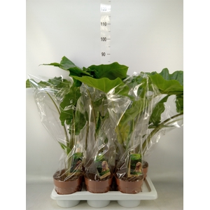 Alocasia macrorrhizos