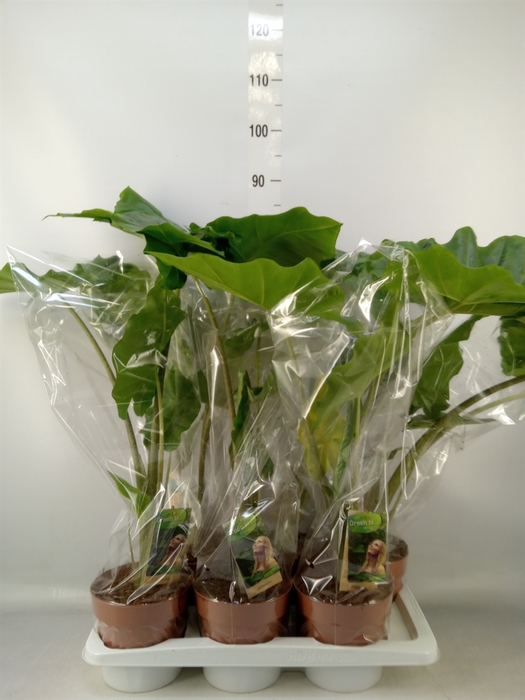 <h4>Alocasia macrorrhizos</h4>