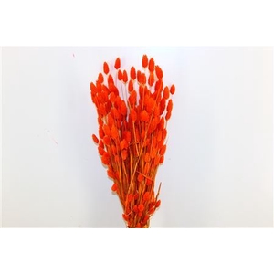 Dried Phalaris X5 Orange Bunch