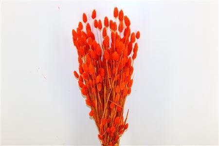 Dried Phalaris X5 Orange Bunch