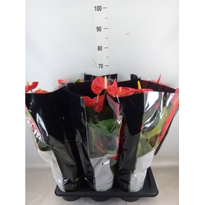 Anthurium andr. 'Madural'