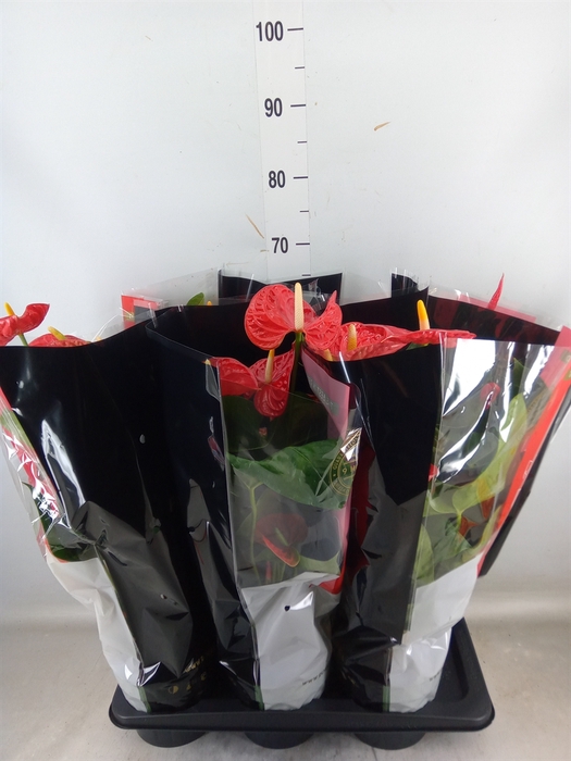 <h4>Anthurium andr. 'Madural'</h4>