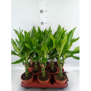 Dracaena frag. 'Steudneri'