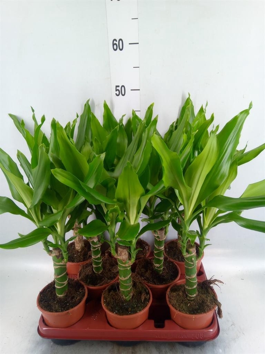 <h4>Dracaena frag. 'Steudneri'</h4>