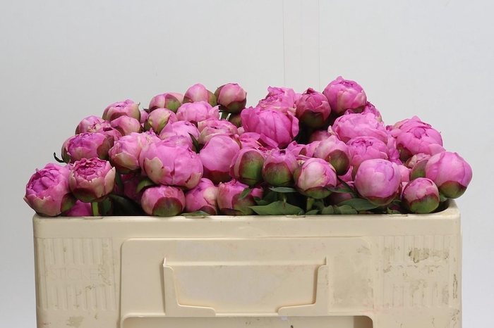 <h4>Paeonia Alex Dumas</h4>