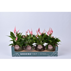 Anthurium Lilli in bolpot