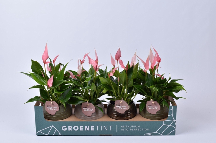 <h4>Anthurium Lilli in bolpot</h4>