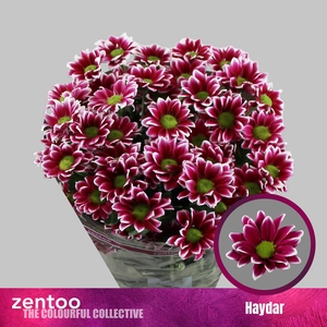 Chrys sp haydar