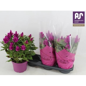 CEL DEEP PURPLE