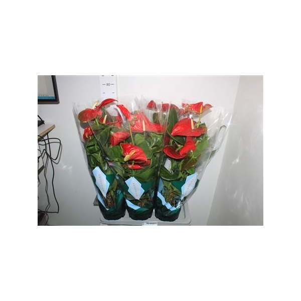 <h4>Anthu An Arebo 6+ Big Flowers</h4>