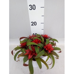 Guzmania  'Hope'