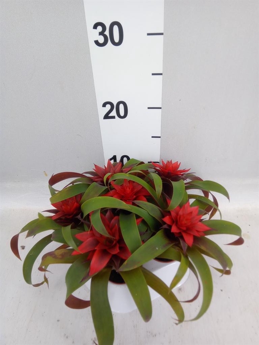 <h4>Guzmania  'Hope'</h4>