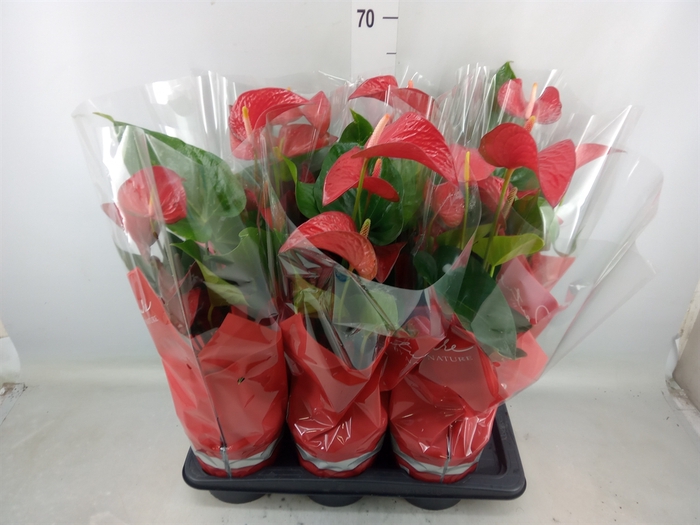 <h4>Anthurium andr. 'Red Bull'</h4>