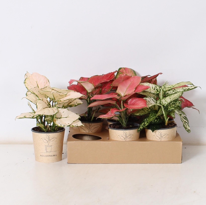 <h4>AGLAO GEM</h4>