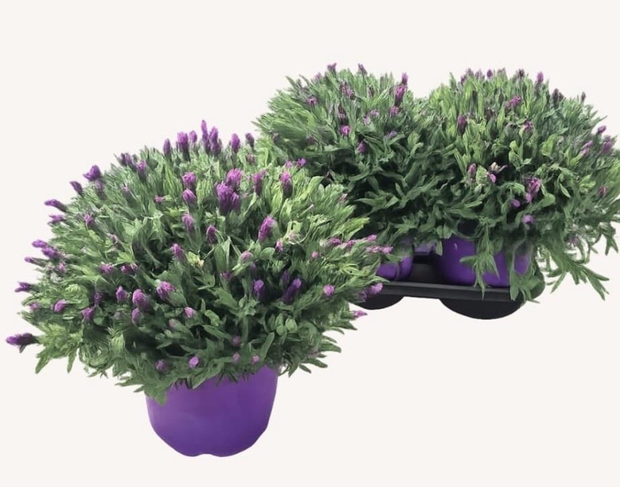 <h4>LAVAN STOECHAS</h4>