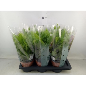 Blechnum gibbum 'Silver Lady'