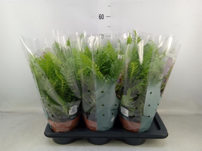 <h4>Blechnum gibbum 'Silver Lady'</h4>