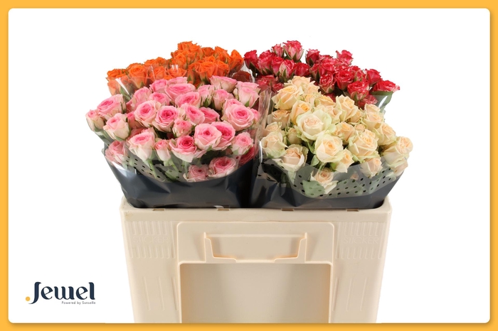 <h4>R TR GEM IN FUST</h4>