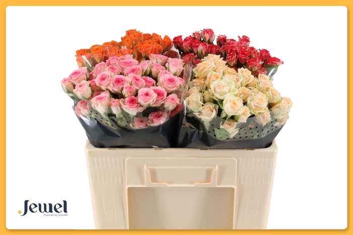 <h4>R TR GEM IN FUST Tros Water</h4>