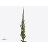 Jenever Bes Juniperus