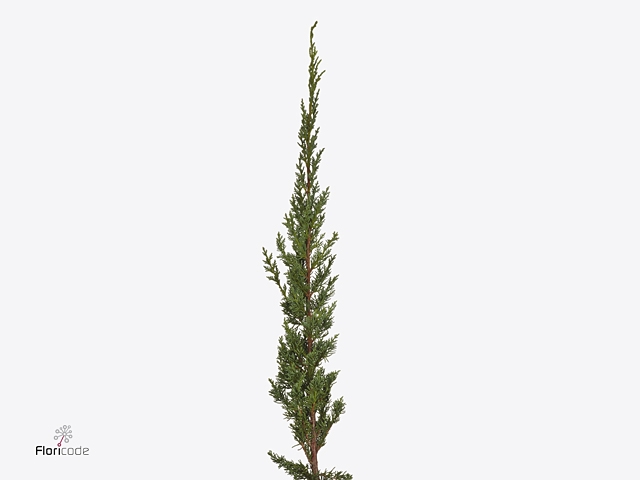 Jenever Bes Juniperus