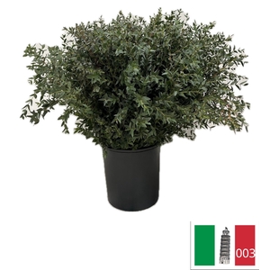 EUC PARVIFOLIA PB