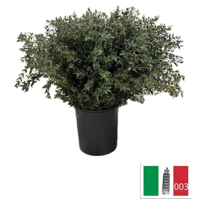 <h4>EUC PARVIFOLIA PB</h4>