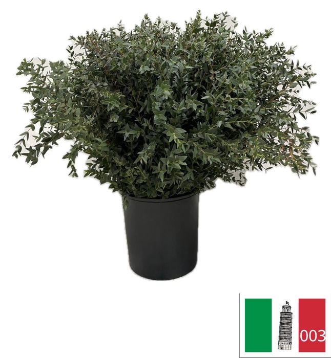 EUC PARVIFOLIA PB