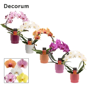 PHAL GEM