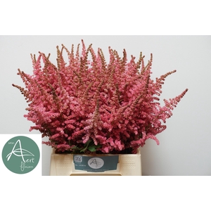 ASTIL C CORAL ISLAND