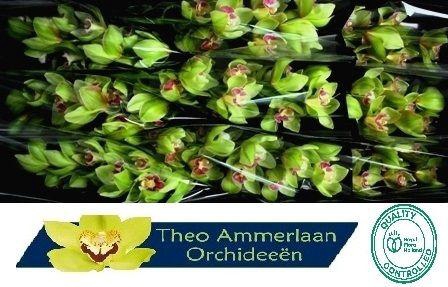 <h4>Bremo 60 x10</h4>