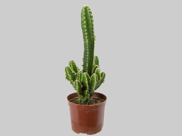 CACTUS ACANTHOCEREUS TETRAGONUS P09