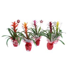 Bromelia gemengd + Kerststeker +Sierflap