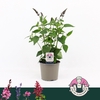 SALVIA OV