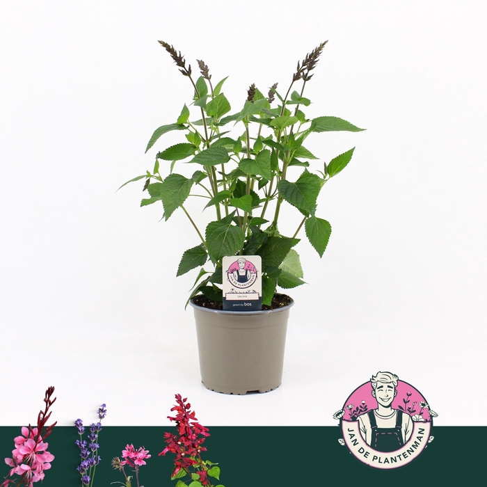 SALVIA OV