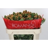 Hypericum Mellow Romance Spray