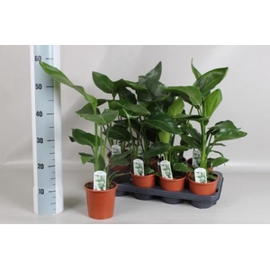 STRELITZIA NICOLAI