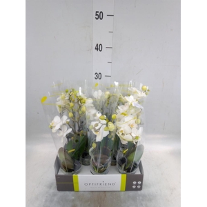 Phalaenopsis multi.   ...white