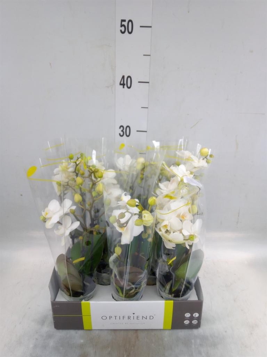 <h4>Phalaenopsis multi. ...white</h4>