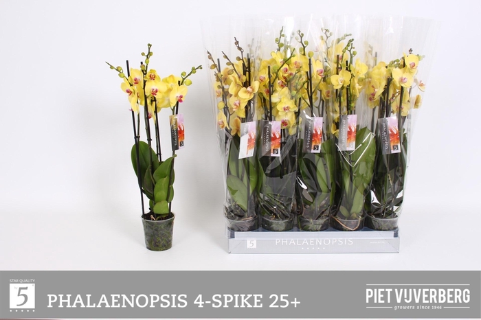 <h4>PHAL OV GEEL</h4>