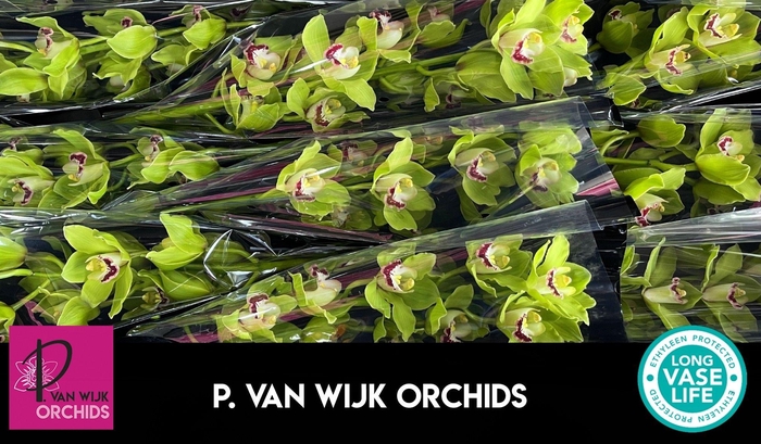 <h4>CYMB T ALI ANDERSON</h4>