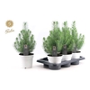 Pinus Silver Crest White Pot