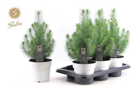 Pinus Silver Crest White Pot