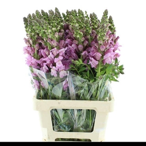 ANTIR OP LAVENDER