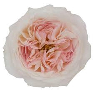 R Gr David Austin Keira