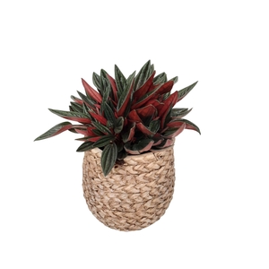 Arr.   Kamerplant Groen L%